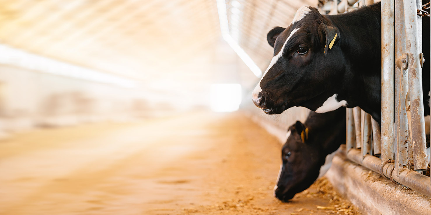 Optimisation de la gestion des effluents lors de la construction d'un btiment agricole